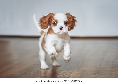 puppy cavalier king charles spaniel runs around the room, dog in motion