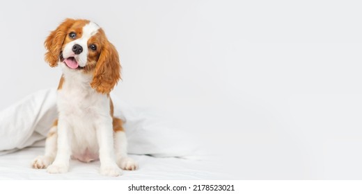 Puppy cavalier king charles spaniel lying on a blanket in the bedroom on the bed in the house - Shutterstock ID 2178523021