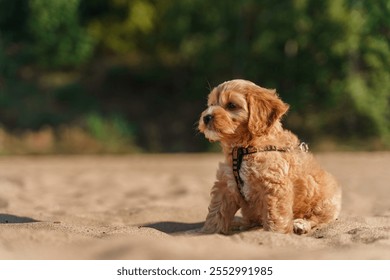Puppy of a Cavapoo or Cockapoo breed dog on the beach by the sea. Close-up of curly brown baby Maltipu.