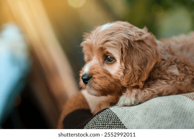 A puppy of a Cavapoo or Cockapoo breed dog in summer garden outdoor walking. Portrait of curly brown little Baby Maltipoo.