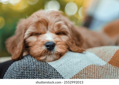 A puppy of a Cavapoo or Cockapoo breed dog in summer garden outdoor walking. Portrait of curly brown little Baby Maltipoo.