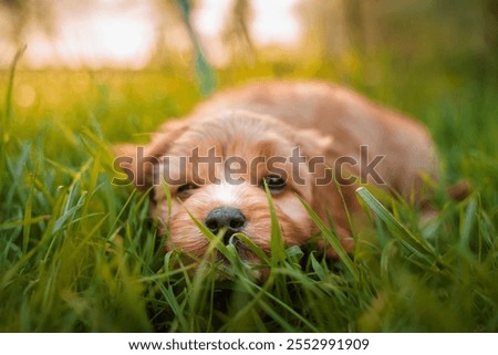 A puppy of a Cavapoo or Cockapoo breed dog in summer garden outdoor walking. Portrait of curly brown little Baby Maltipoo.