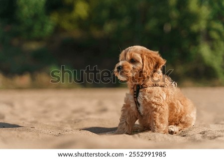 Puppy of a Cavapoo or Cockapoo breed dog on the beach by the sea. Close-up of curly brown baby Maltipu.