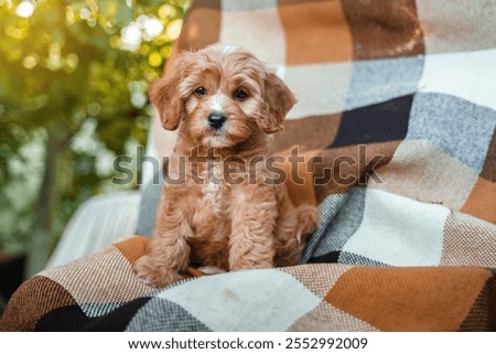 A puppy of a Cavapoo or Cockapoo breed dog in summer garden outdoor walking. Portrait of curly brown little Baby Maltipoo.