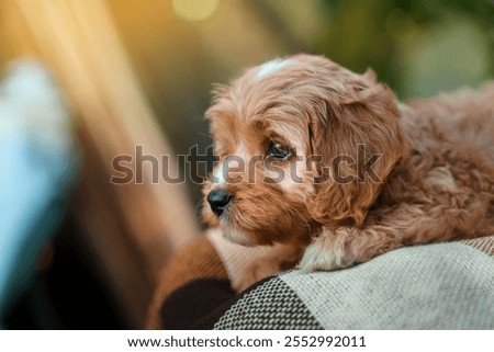 A puppy of a Cavapoo or Cockapoo breed dog in summer garden outdoor walking. Portrait of curly brown little Baby Maltipoo.