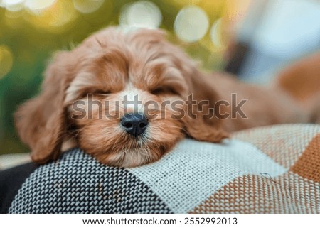 A puppy of a Cavapoo or Cockapoo breed dog in summer garden outdoor walking. Portrait of curly brown little Baby Maltipoo.