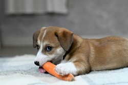 Puppy Chewing A Carrot. Concept Of Healthy Food. Selective Focus Image. 