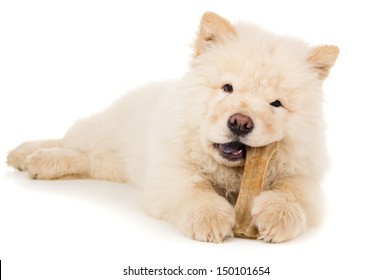 Puppy Chewing On A Bone
