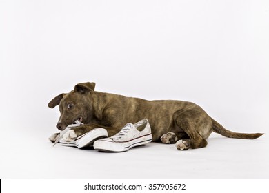 Puppy Chewing On A Shoe