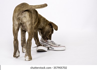 Puppy Chewing On A Shoe