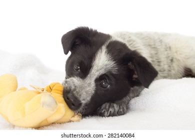 Puppy Chewing On A Stuffed Toy