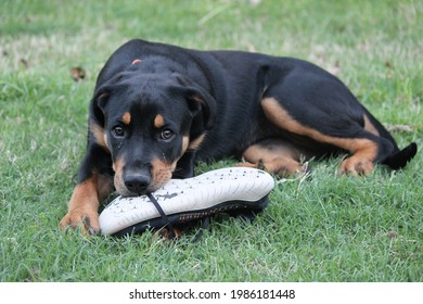 Puppy Chewing Up A Shoe