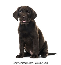 Puppy chocolate Labrador Retriever sitting, 3 months old , isolated on white