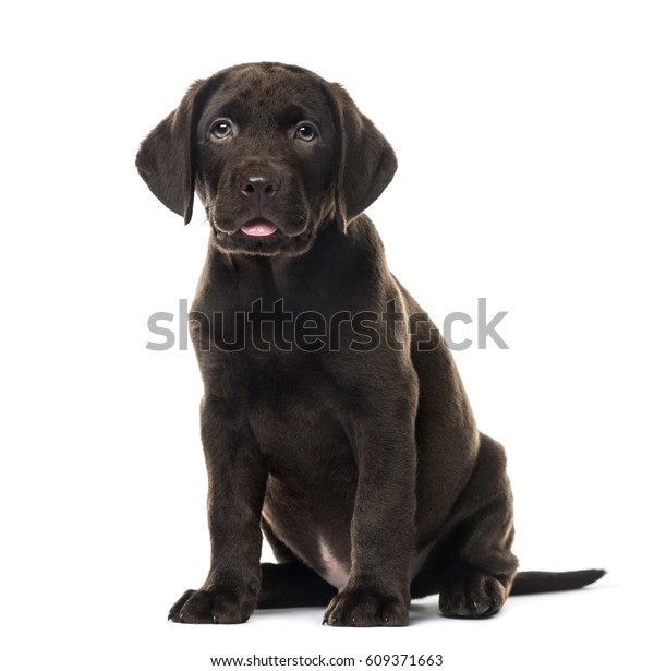 Puppy Chocolate Labrador Retriever Sitting 3 Stock Photo (Edit Now ...