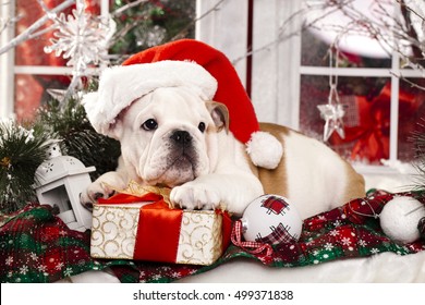 puppy christmas  Bulldog