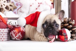 Puppy Christmas French Bulldog