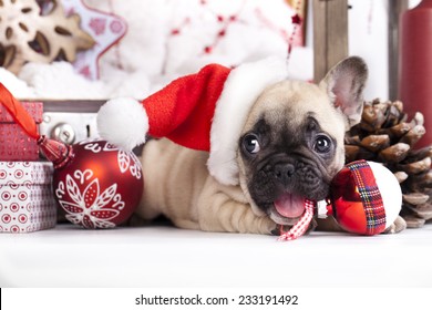 Puppy Christmas French Bulldog