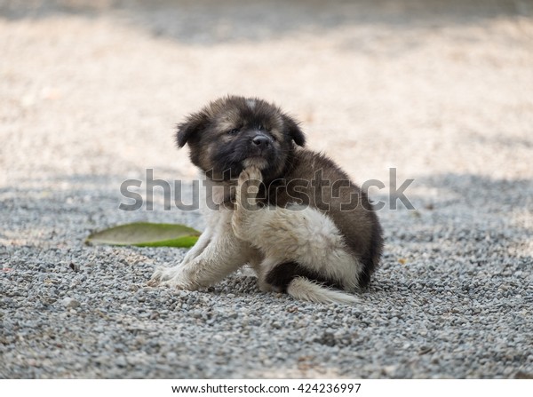 Puppy chubby scratching itch