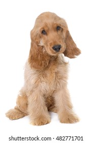 puppy cocker spaniel in front of white background - Shutterstock ID 482771701