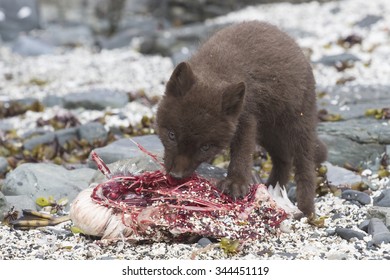 Puppy Commanders Blue Arctic Fox Who Eats Guillemot Near The Den