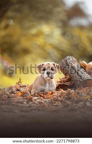 puppy continental bulldog in fall