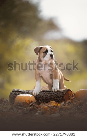 puppy continental bulldog in fall