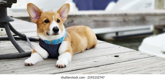 Puppy Corgi Lie On The Wooden Floor, Out Door At Marina Dock