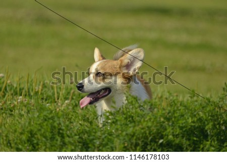 Similar – Happy Dog on Green Grass