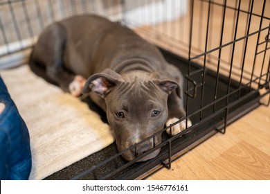 Puppy Is Crate Trained And Waiting 