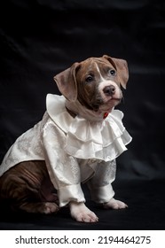 Puppy In A Cute Outfit Sits On A Dark Background