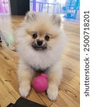 puppy cute puff poof poofy dog adorable pup plays with pink ball on wooden floor looking into camera the cutest thing ever