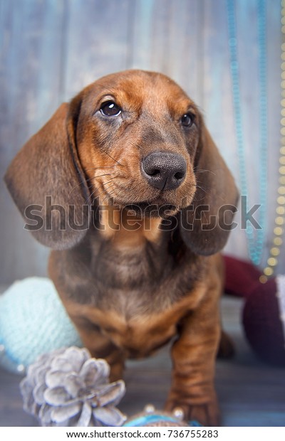 Puppy Dachshund Among Christmas Decorations On Stock Photo Edit