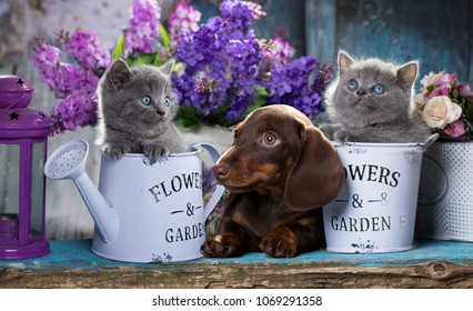 Puppy Dachshund And Kitten Scottish Fold