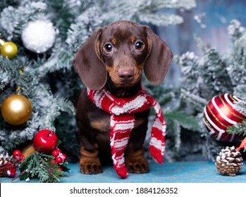 Puppy Dachshund; New Year's Puppy; Christmas Dog