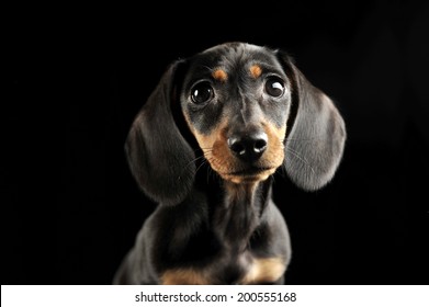 19,716 Dachshund black background Images, Stock Photos & Vectors ...