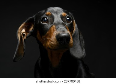 19,716 Dachshund black background Images, Stock Photos & Vectors ...