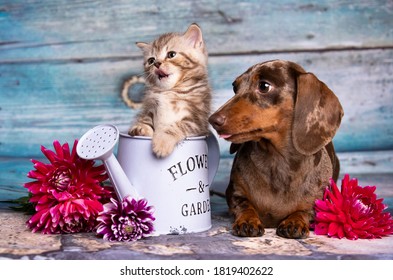 Puppy Dachshund And Tabby Kitten  Fluffy 