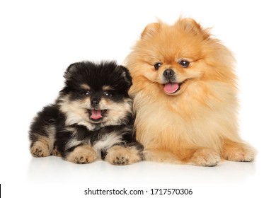 Puppy and a dad, two happy Pomeranian Spitz lie on a white background, front view