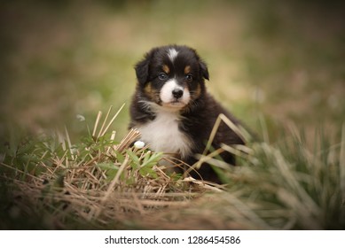 Australian Shepherd Puppy