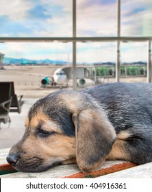 puppy dog abandoned at the airport because it is banned from flying with the pet by the pet policy