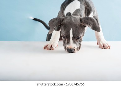 Puppy Dog ​​sniffing About Coming Out From Behind The Studio, On Blue Background.