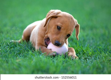 Puppy Dog ??bites A Ball In A Meadow