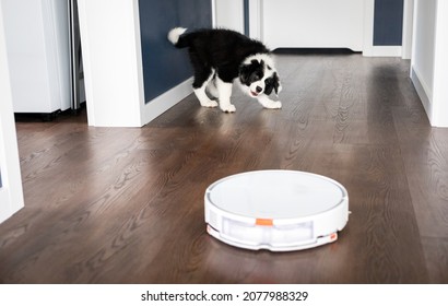 Puppy Dog Barking At Vacuum Cleaner Robot