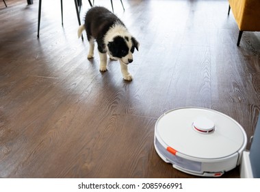 Puppy Dog Barking At Vacuum Cleaner Robot