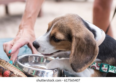 Puppy Dog Beagle Drinking Water From A Bowl - Small Beagle Dog On The Beach.