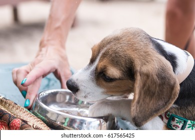 Puppy dog beagle drinking water from a bowl - small Beagle dog on the beach.