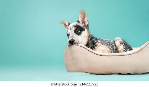 Puppy in dog bed on colored background. Cute puppy dog taking a break with tired, sad or bored expression. Bedtime for the 9 week old blue heeler puppy or Australian cattle dog. Selective focus. - Powered by Shutterstock