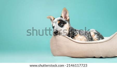 Puppy in dog bed on colored background. Cute puppy dog taking a break with tired, sad or bored expression. Bedtime for the 9 week old blue heeler puppy or Australian cattle dog. Selective focus.