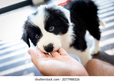 Puppy Dog Biting Hand And Want To Play Border Collie