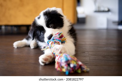 Puppy Dog Biting His Toys And Playing Border Collie